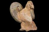 Pair of Parkinsonia Ammonites on Rock - Germany #92451-3
